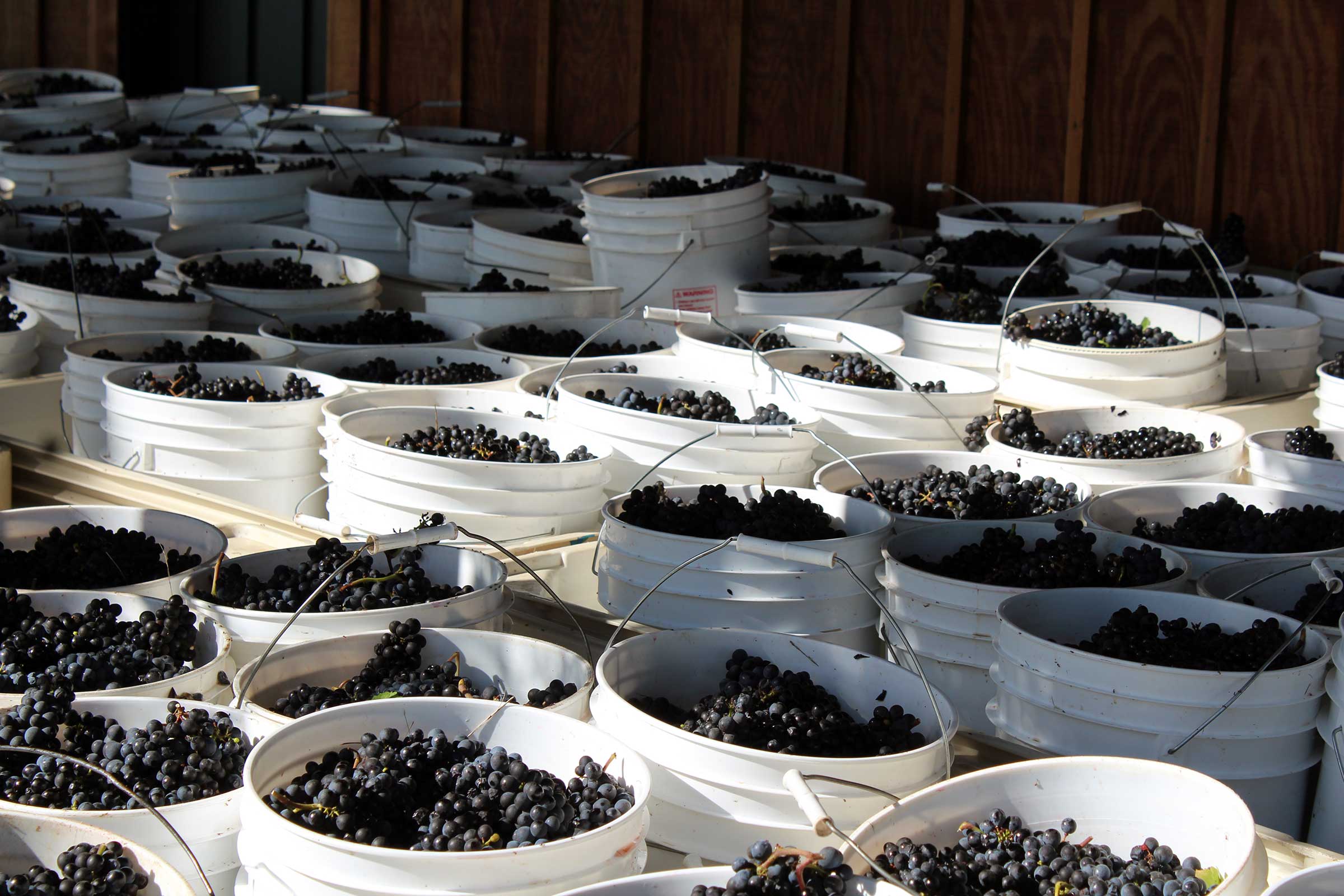 anderson-buckets-of-pinot-noir.jpg